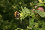 Lithospermum officinale RCP5-2015 076 and bee.JPG